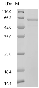 SDS-PAGE