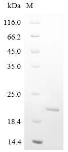SDS-PAGE