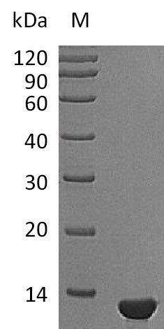 SDS-PAGE