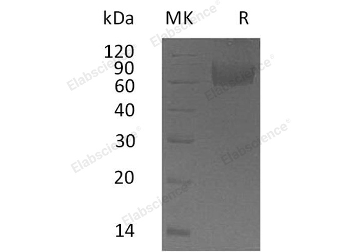 Валидация Elabscience PKSH032626(3067)