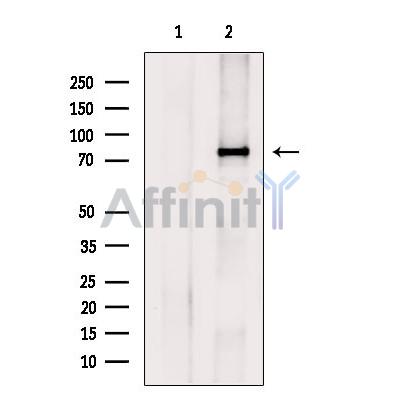 Валидация Affinity DF13418 - 8716