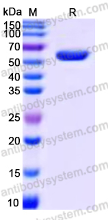 EHN42001, SDS-PAGE