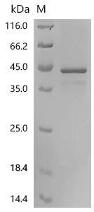 SDS-PAGE
