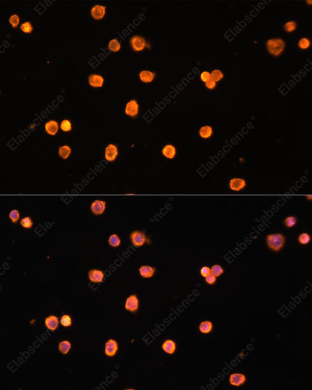Иммунофлуоресценция, ENTPD1/CD39, клетки THP-1