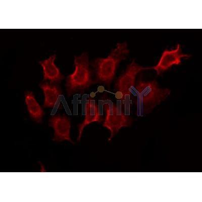 Валидация Affinity AF5370 - 2989