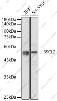 Вестерн-блоттинг, BSCL2, различные клеточные линии