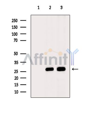 Валидация Affinity DF7298 - 18978