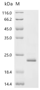 SDS-PAGE