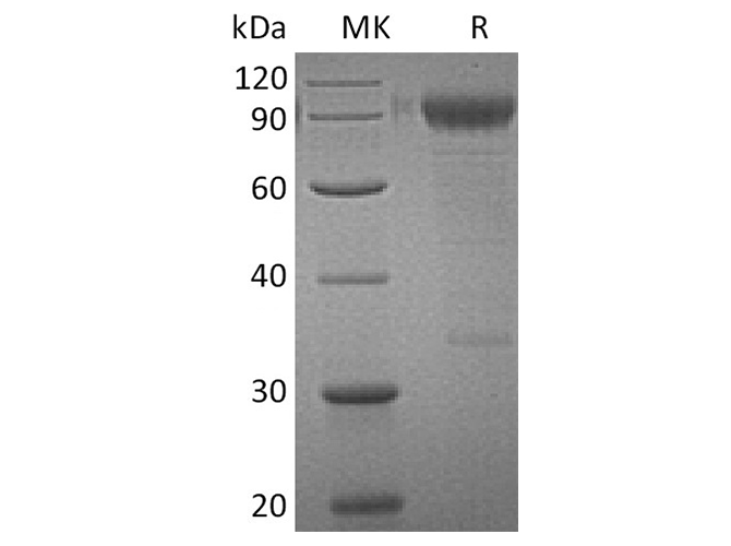 Валидация Elabscience PKSH033617(3903)