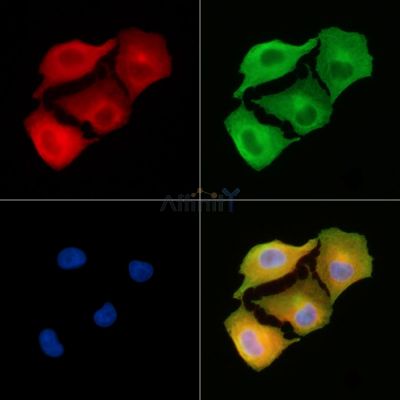 Валидация Affinity DF9338 - 21828