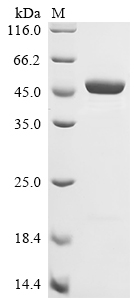 SDS-PAGE