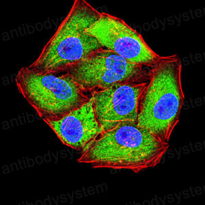 Валидация IF - AntibodySystem RHJ53501