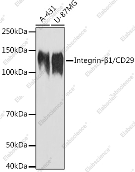Вестерн-блоттинг, Integrin-β1/CD29, различные клеточные линии