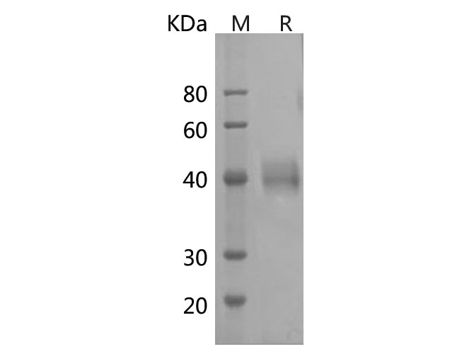 Валидация Elabscience PDMH100355(964)