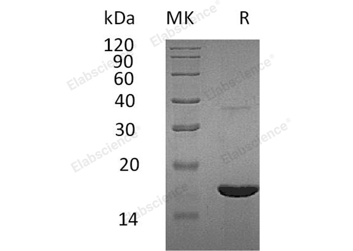 Валидация Elabscience PKSH032990(3378)
