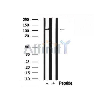 Валидация Affinity AF7838 - 4565