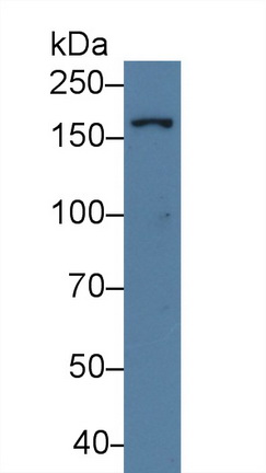 9484