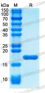 Валидация AntibodySystem AHB95601