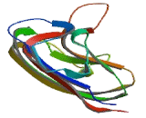 Adiponectin (ADP) Adiponectin (ADP)