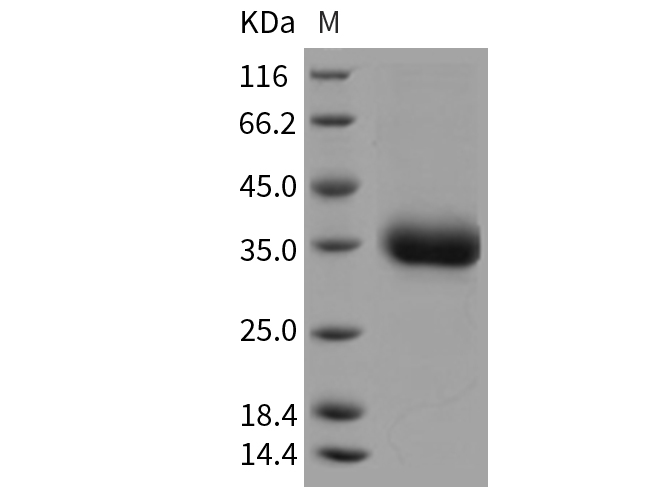 Валидация Elabscience PKSR030171(5536)