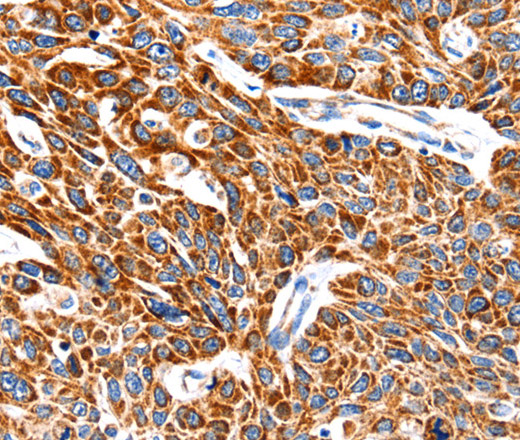 Валидация Elabscience E-AB-10381