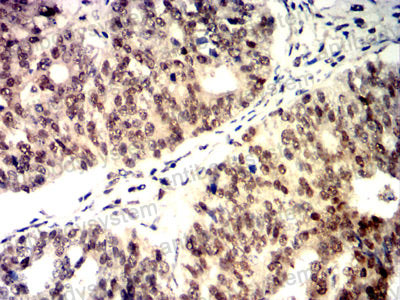 Валидация AntibodySystem RHC90505