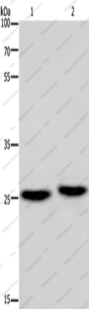 Вестерн-блоттинг, EPDR1, мозг мыши и ткань скелетной мышцы плода человека