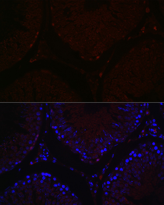 Валидация Elabscience E-AB-91467