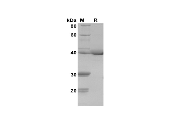 Валидация Elabscience PDEH100621(133)