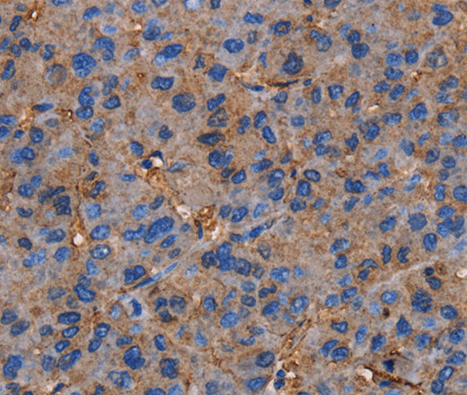 Валидация Elabscience E-AB-15261