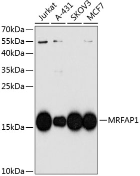 Валидация Elabscience E-AB-63901
