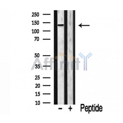 Валидация Affinity AF7952 - 4710