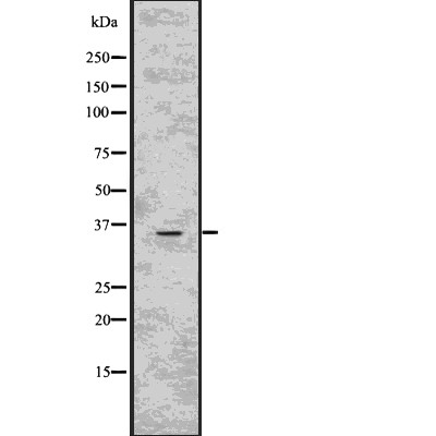 Валидация Affinity DF7678 - 19448