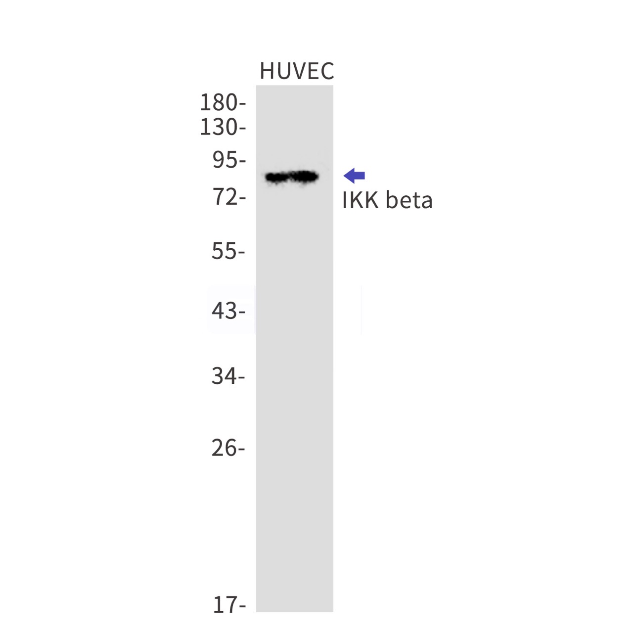 Валидация WB - AssayVector ARM1424 (426)