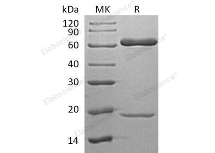 Валидация Elabscience PKSH032944(3337)