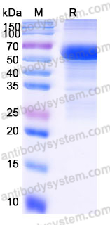 EHK13703, SDS-PAGE