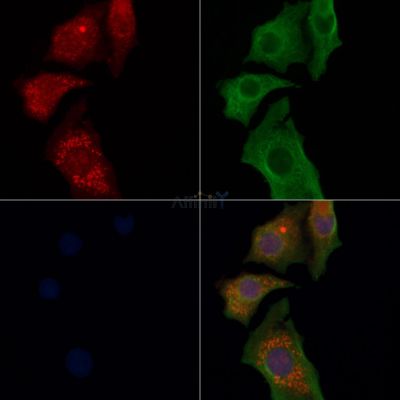 Валидация Affinity DF6723 - 18250