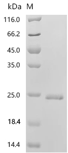 SDS-PAGE
