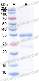 YHC79203, SDS-PAGE