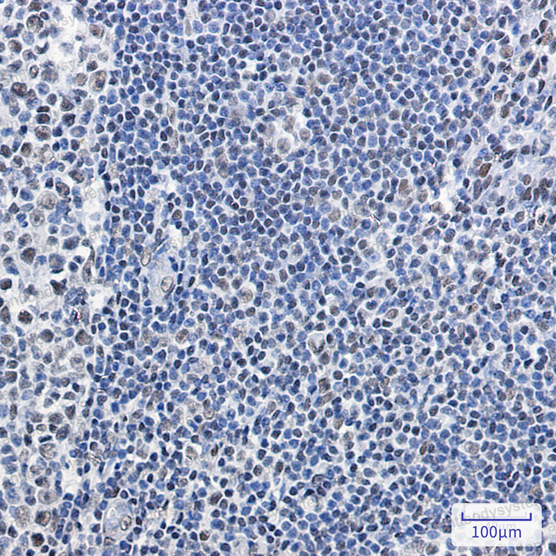 Валидация AntibodySystem RHG30003