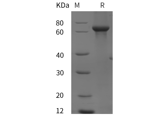 Валидация Elabscience PDEH100987(400)