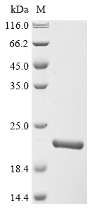 SDS-PAGE