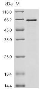 SDS-PAGE