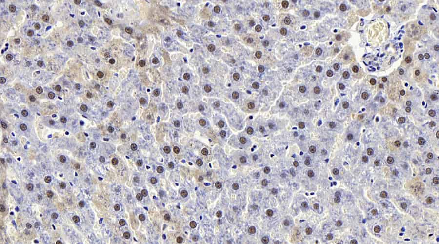 Валидация Elabscience E-AB-70165