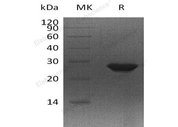 Валидация Elabscience PKSH032029(2586)