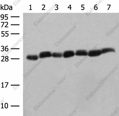 Вестерн-блоттинг, PSMA3, клетки HeLa и ткани мыши