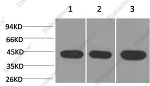 Вестерн-блоттинг, ACTA2, клетки HeLa, клетки 3T3, ткань мозга крысы
