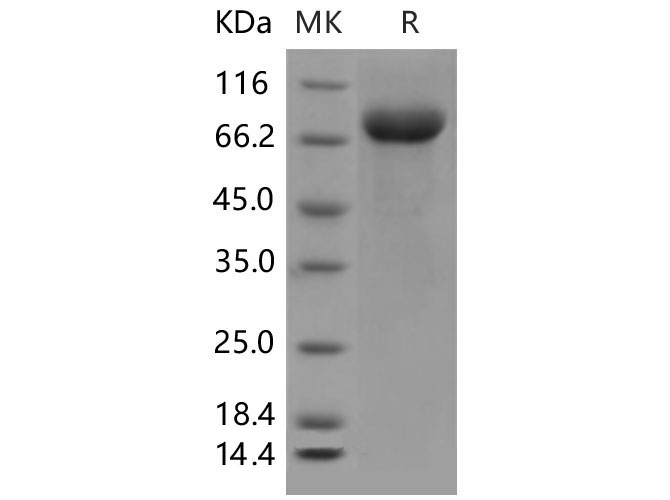 Валидация Elabscience PKSM040497(4492)