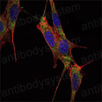 Валидация IF - AntibodySystem RHG55202