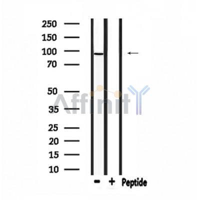 Валидация Affinity DF3994 - 15231